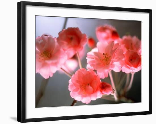 Cherry Blossoms-null-Framed Photographic Print