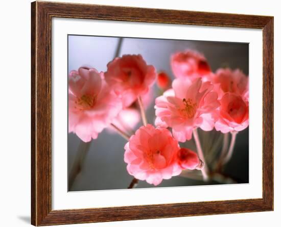 Cherry Blossoms-null-Framed Photographic Print