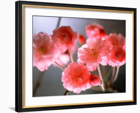 Cherry Blossoms-null-Framed Photographic Print