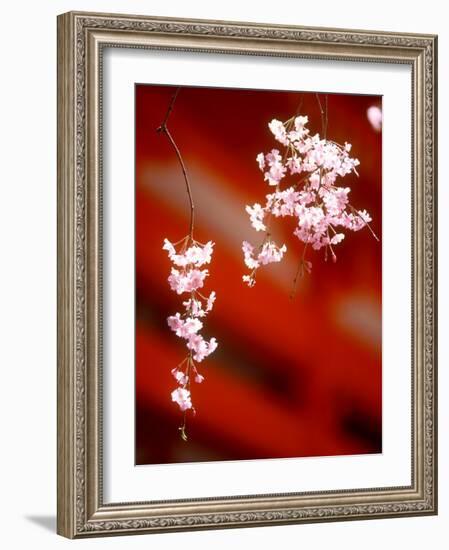 Cherry Blossoms-null-Framed Photographic Print