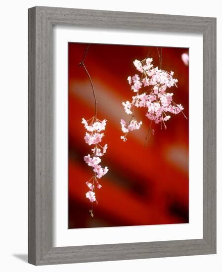 Cherry Blossoms-null-Framed Photographic Print