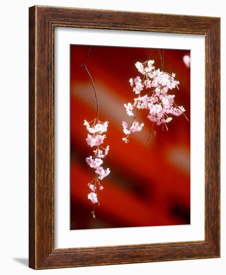 Cherry Blossoms-null-Framed Photographic Print