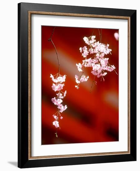 Cherry Blossoms-null-Framed Photographic Print