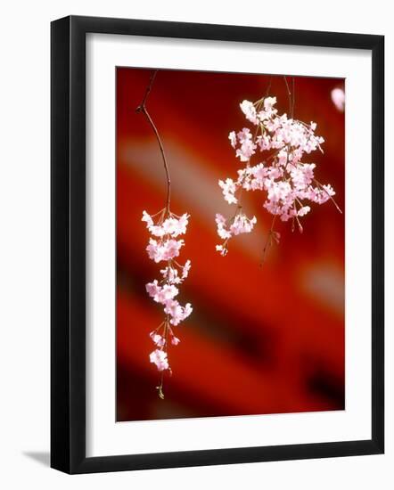 Cherry Blossoms-null-Framed Photographic Print