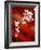 Cherry Blossoms-null-Framed Photographic Print