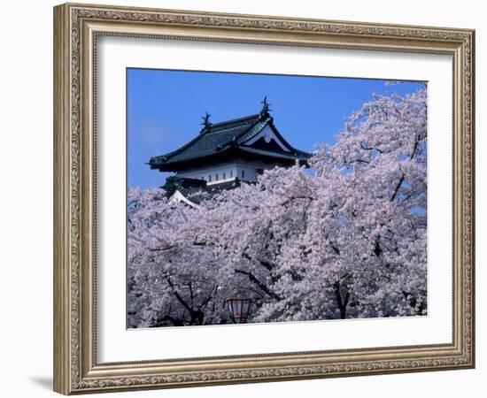 Cherry Blossoms-null-Framed Photographic Print