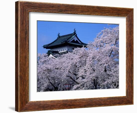 Cherry Blossoms-null-Framed Photographic Print