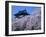 Cherry Blossoms-null-Framed Photographic Print