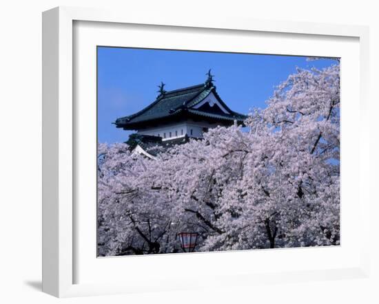 Cherry Blossoms-null-Framed Photographic Print