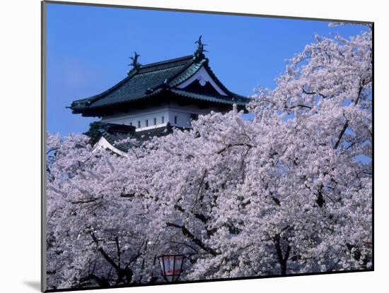 Cherry Blossoms-null-Mounted Photographic Print