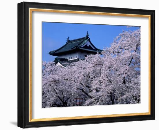 Cherry Blossoms-null-Framed Photographic Print