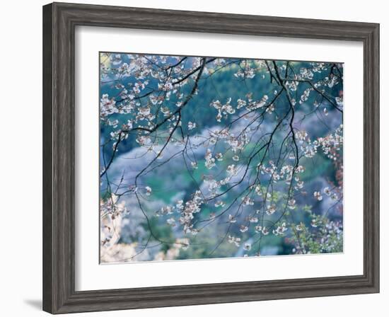 Cherry Blossoms-null-Framed Photographic Print