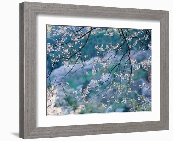 Cherry Blossoms-null-Framed Photographic Print