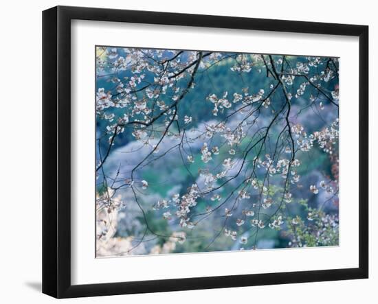 Cherry Blossoms-null-Framed Photographic Print