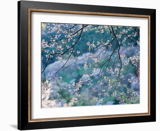 Cherry Blossoms-null-Framed Photographic Print