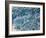 Cherry Blossoms-null-Framed Photographic Print