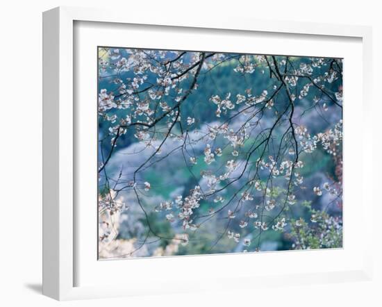 Cherry Blossoms--Framed Photographic Print