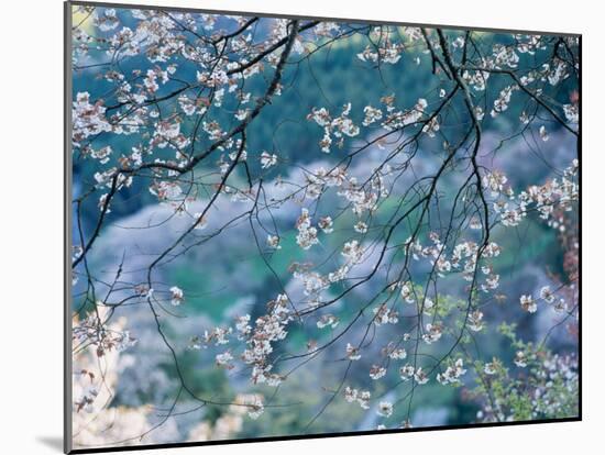 Cherry Blossoms-null-Mounted Photographic Print