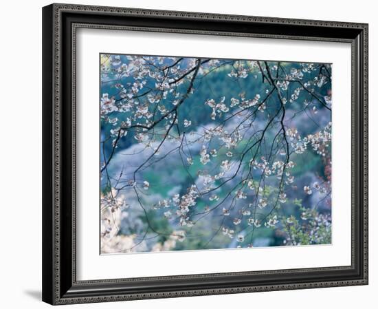 Cherry Blossoms-null-Framed Photographic Print