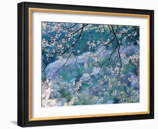 Cherry Blossoms-null-Framed Photographic Print