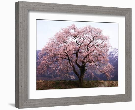 Cherry Blossoms-null-Framed Photographic Print