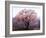 Cherry Blossoms-null-Framed Photographic Print