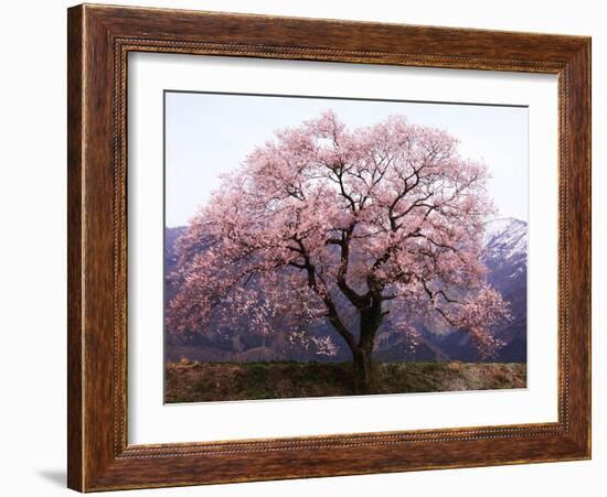 Cherry Blossoms-null-Framed Photographic Print