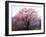 Cherry Blossoms-null-Framed Photographic Print