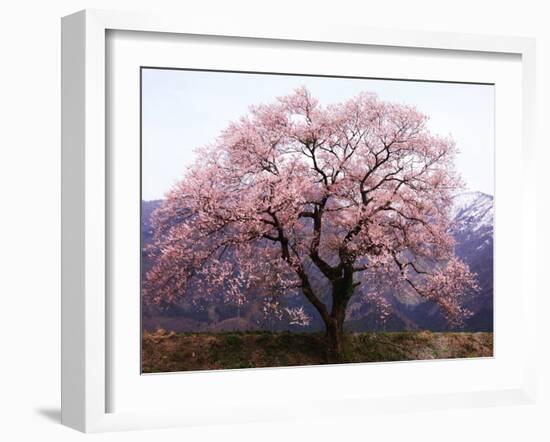 Cherry Blossoms-null-Framed Photographic Print