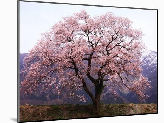 Cherry Blossoms-null-Mounted Photographic Print