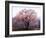 Cherry Blossoms-null-Framed Photographic Print