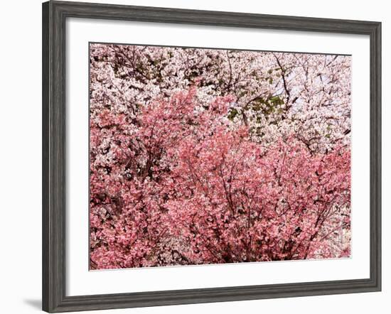 Cherry Blossoms-null-Framed Photographic Print