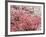 Cherry Blossoms-null-Framed Photographic Print