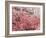 Cherry Blossoms-null-Framed Photographic Print