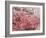 Cherry Blossoms-null-Framed Photographic Print