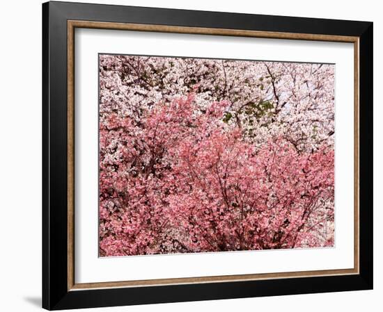 Cherry Blossoms-null-Framed Photographic Print