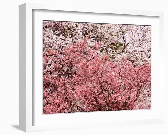 Cherry Blossoms-null-Framed Photographic Print