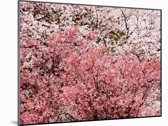 Cherry Blossoms-null-Mounted Photographic Print