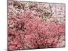 Cherry Blossoms-null-Mounted Photographic Print