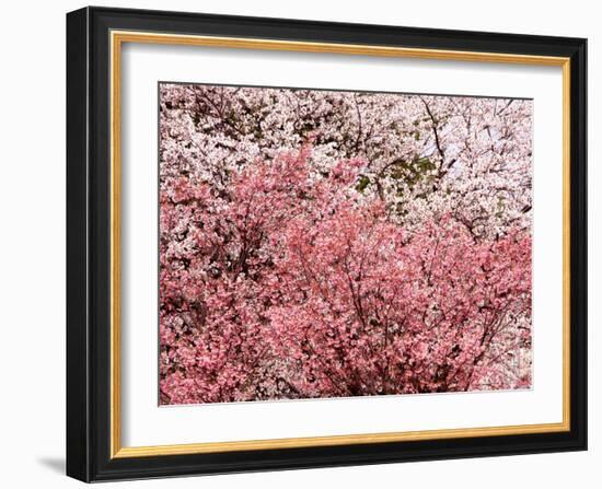 Cherry Blossoms-null-Framed Photographic Print