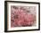 Cherry Blossoms-null-Framed Photographic Print