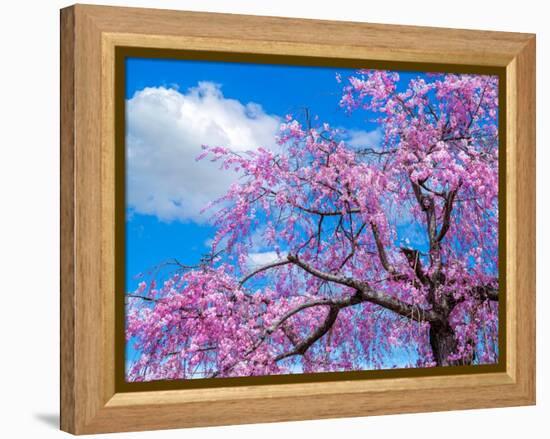Cherry blossoms-Marco Carmassi-Framed Premier Image Canvas