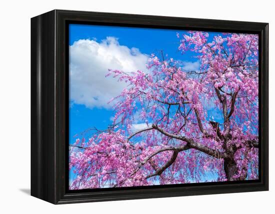 Cherry blossoms-Marco Carmassi-Framed Premier Image Canvas