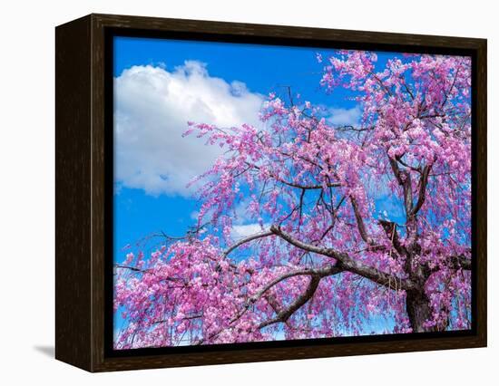 Cherry blossoms-Marco Carmassi-Framed Premier Image Canvas