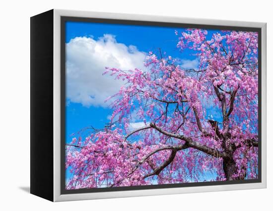 Cherry blossoms-Marco Carmassi-Framed Premier Image Canvas