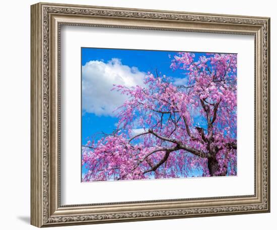Cherry blossoms-Marco Carmassi-Framed Photographic Print