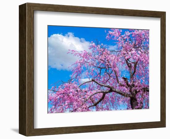 Cherry blossoms-Marco Carmassi-Framed Photographic Print