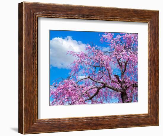 Cherry blossoms-Marco Carmassi-Framed Photographic Print