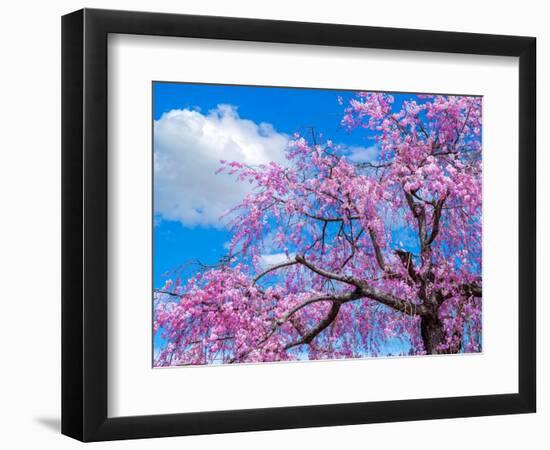 Cherry blossoms-Marco Carmassi-Framed Photographic Print