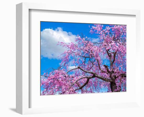 Cherry blossoms-Marco Carmassi-Framed Photographic Print